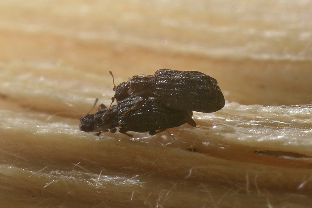 Cartodere nodifer, Latridiidae